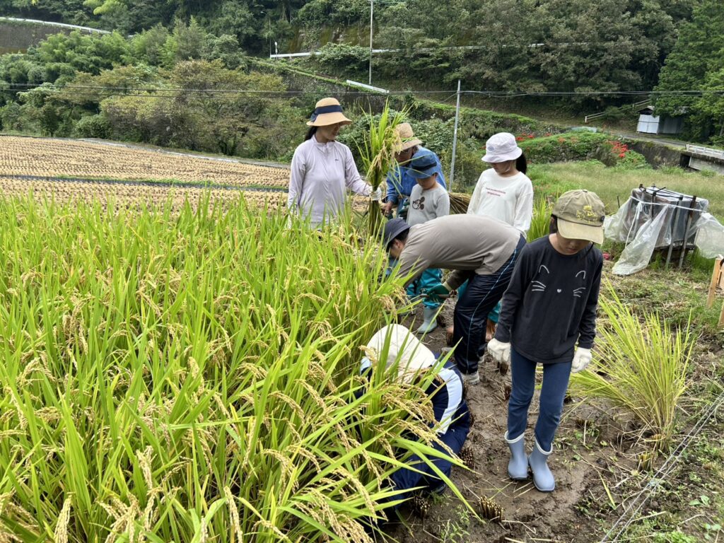 遊子川の稲刈り