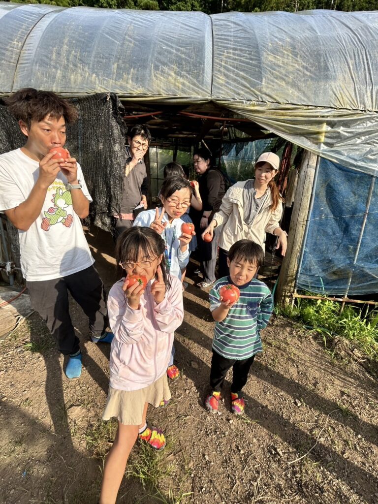 遊子川のトマト収穫